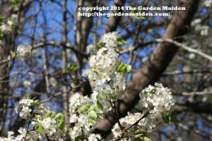 TheGardenMaiden copyright 2014, Spring blooms in my Mississippi yard