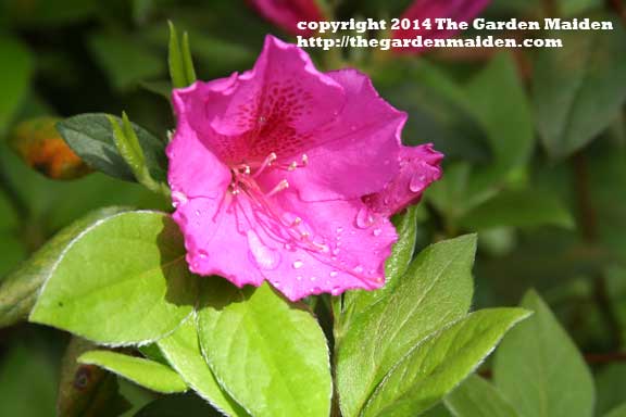 Blooming in my yard. TheGardenMaide_copyright_2014_RStafne-011_WEB